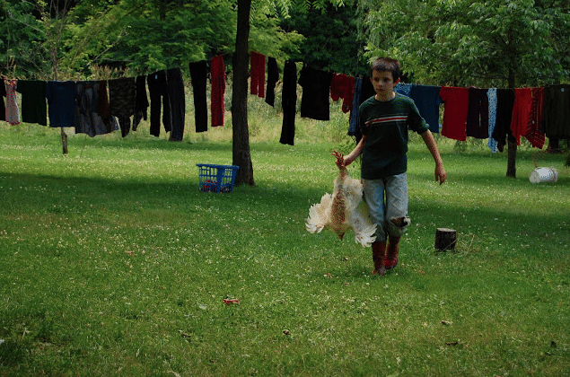 young boy carrying a chicken by feet