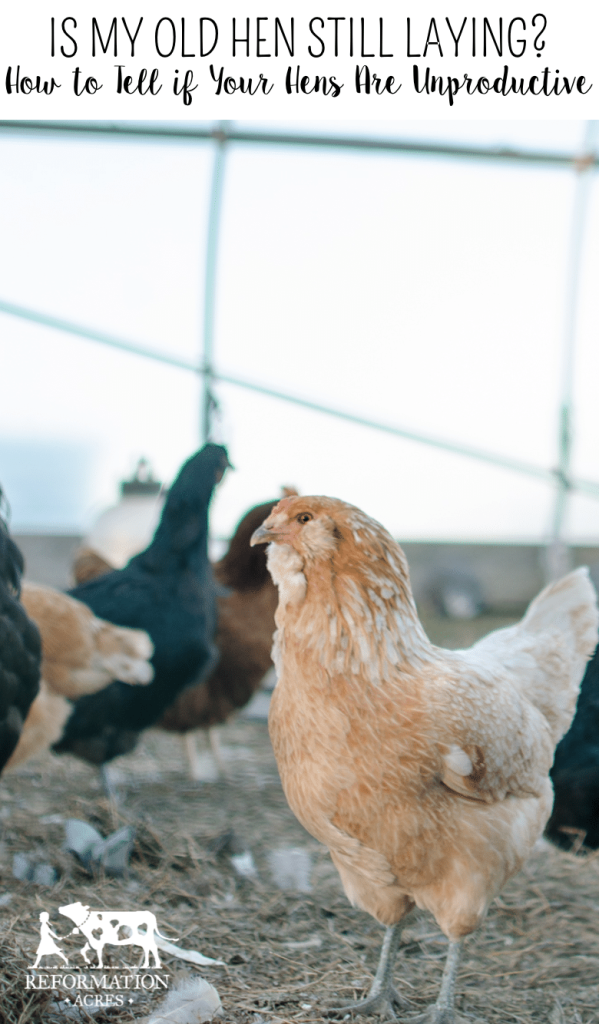 Is My Old Hen Still Laying? Wondering if some of your backyard chickens are still productive? Thankfully, there are four ways to tell if a hen is laying eggs.