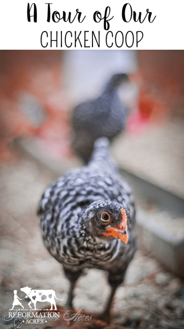 A Video Tour of our Chicken Coop