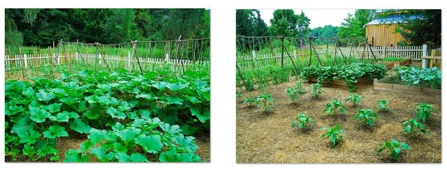 green plants in july garden