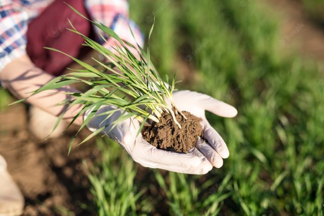 farmer holding crops field