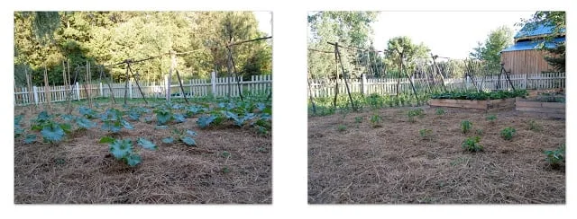 garden with plants growing in