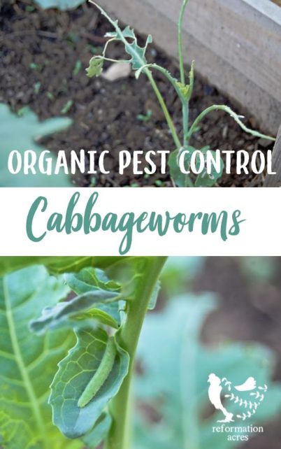 atural, organic control of Cabbageworms is not easy or always successful. Thankfully there are things you can do to minimize damage and still get a crop!