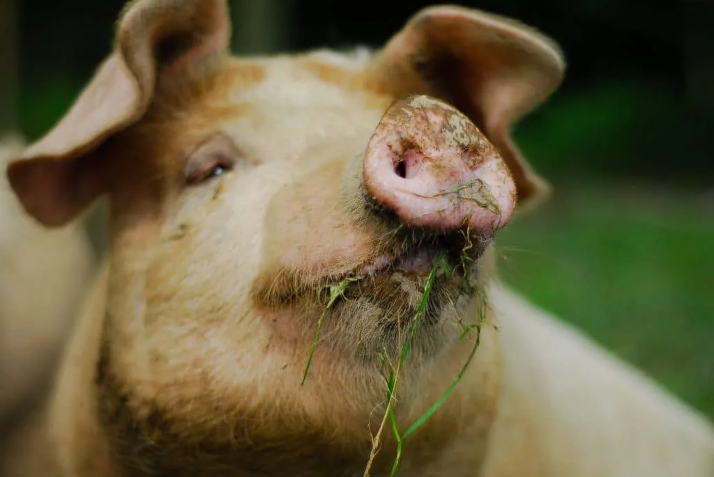 pigs with its nose in the air and grass hanging out of its mouth