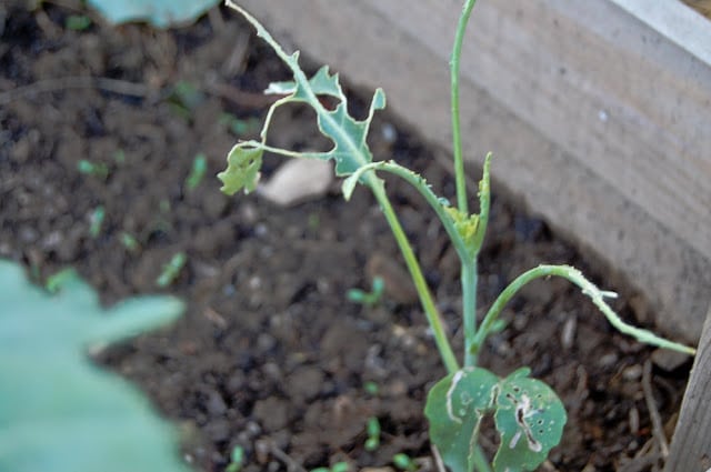 How to Naturally Control Cabbageworms