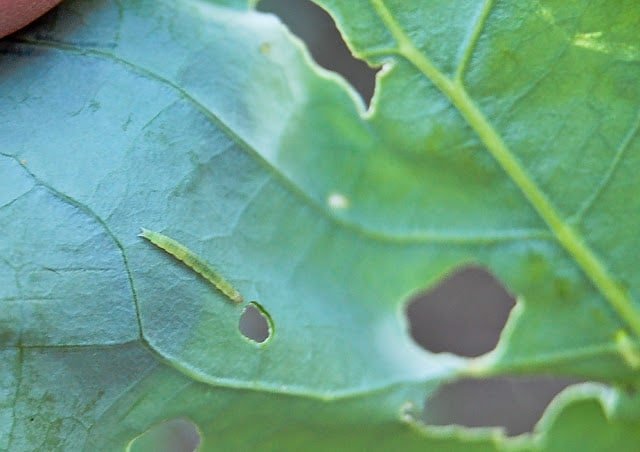 How to Naturally Control Cabbageworms