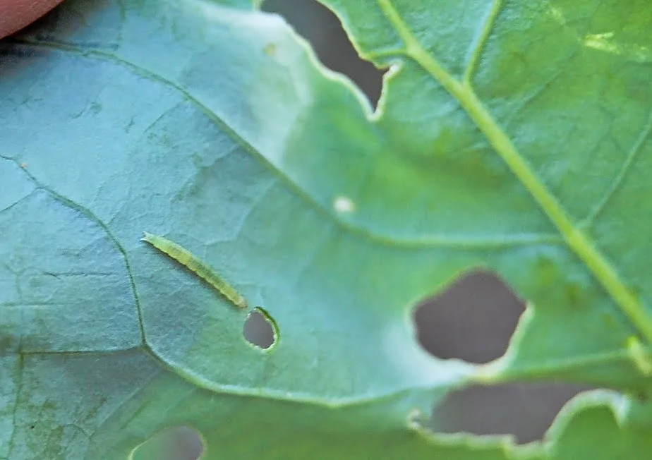 green worm eating green leaves
