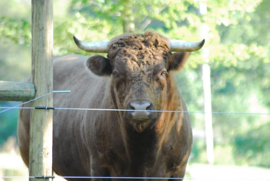 ceasar bull cow close up