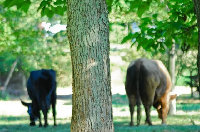 2 cows grazing big tree