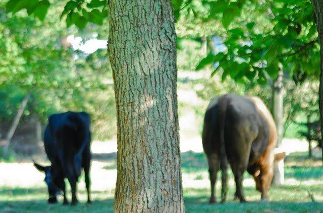 two cows in a field grazing under a tree.