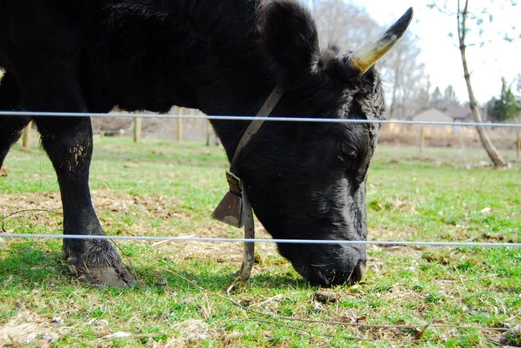 maybelle-4 dexter cow head grazing