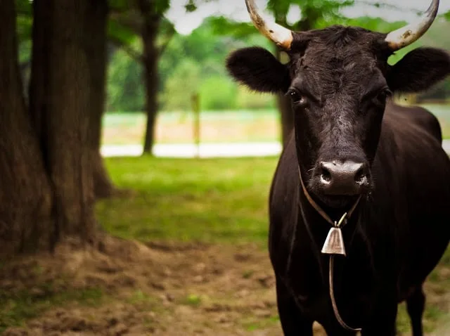 maybelle cow close up