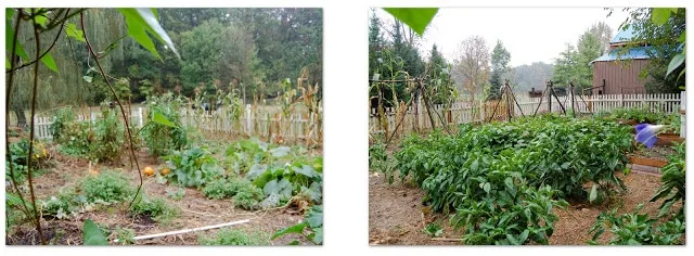 september garden plants
