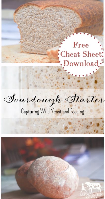 How To Capture Wild Yeast and Feed Sourdough Starter {Cheat Sheet}