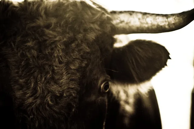 caesar bull head face close up up curly hair