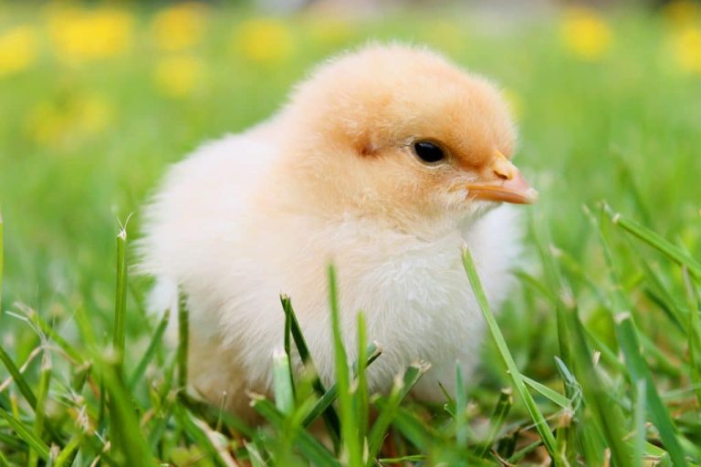 chicks-spring-chicken-plumage-close up