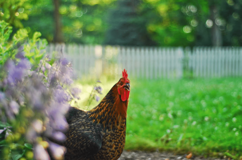 1 chicken in yard with white fence behind