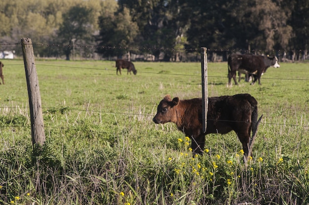 Bull calf cow 
