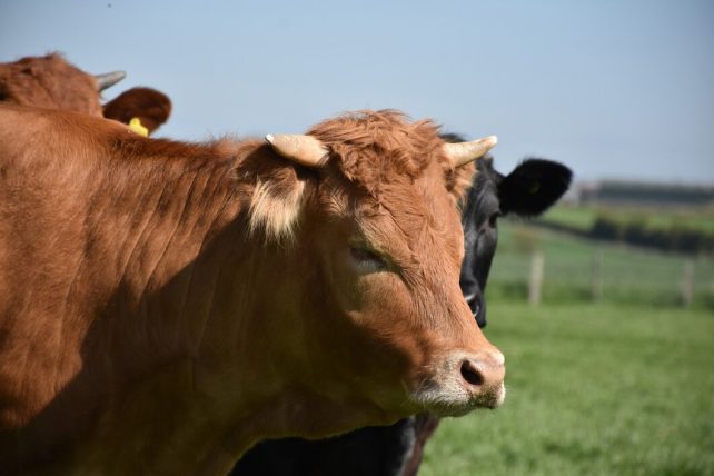 Bull calf cow 