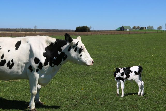 Bull calf cow 