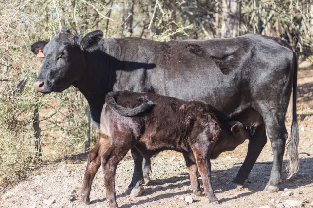 Bull calf cow 