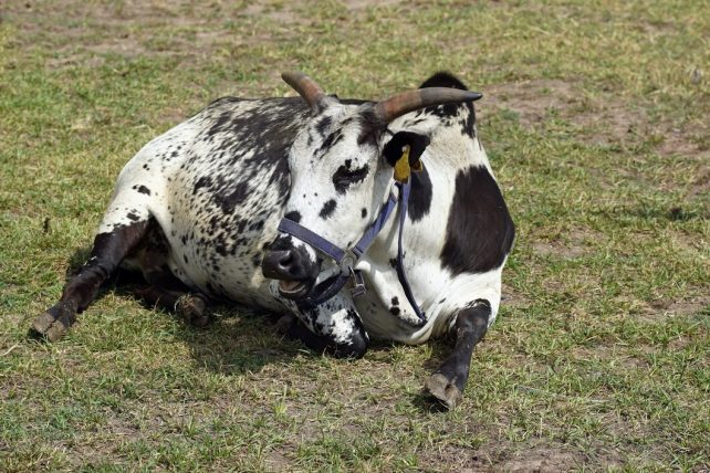 Bull calf cow 