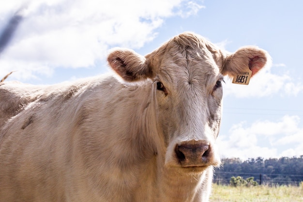 Bull calf cow 