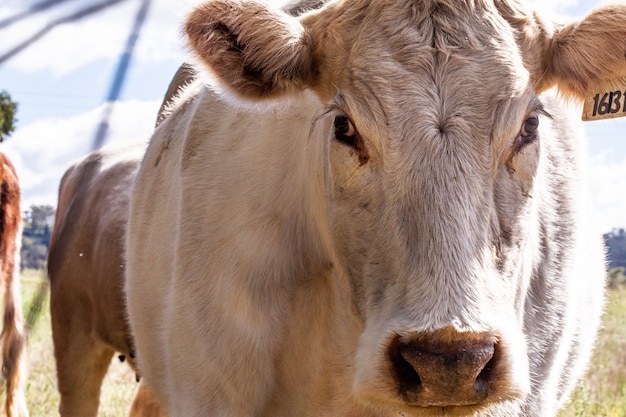 Bull calf cow 