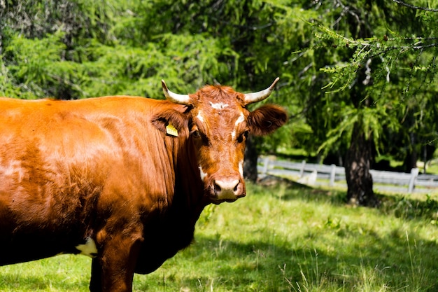 Bull calf cow 