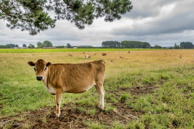 Bull calf cow 