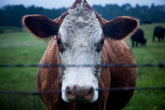 Bull calf cow 