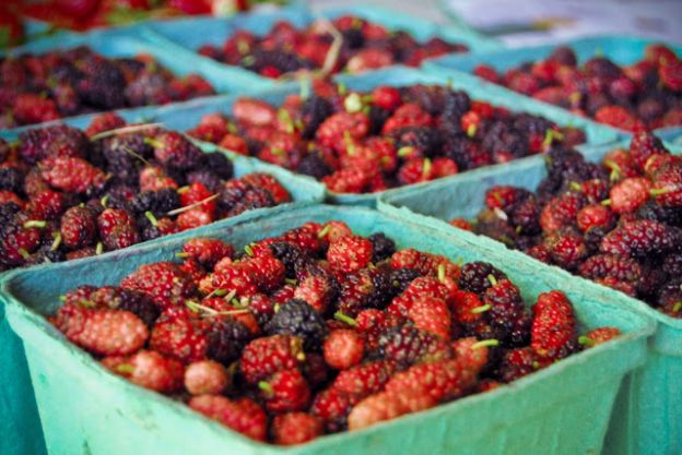 Mulberries