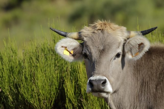 Bull calf cow 