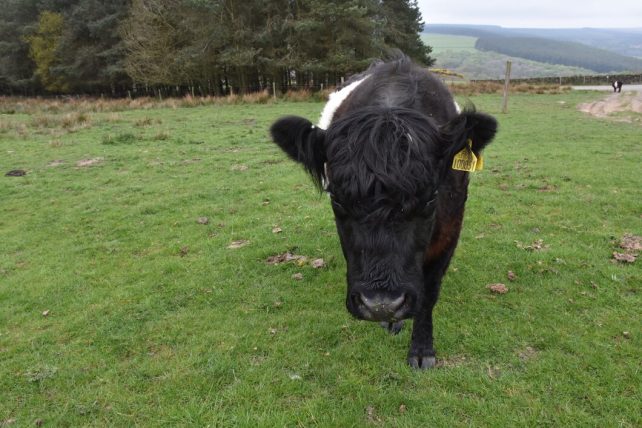 Bull calf cow 