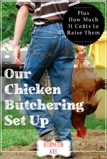 See our chicken butchering set up and process and find out how much it costs to raise meat chickens