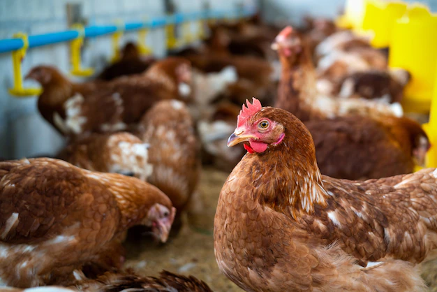 See our chicken butchering set up and process and find out how much it costs to raise meat chickens
