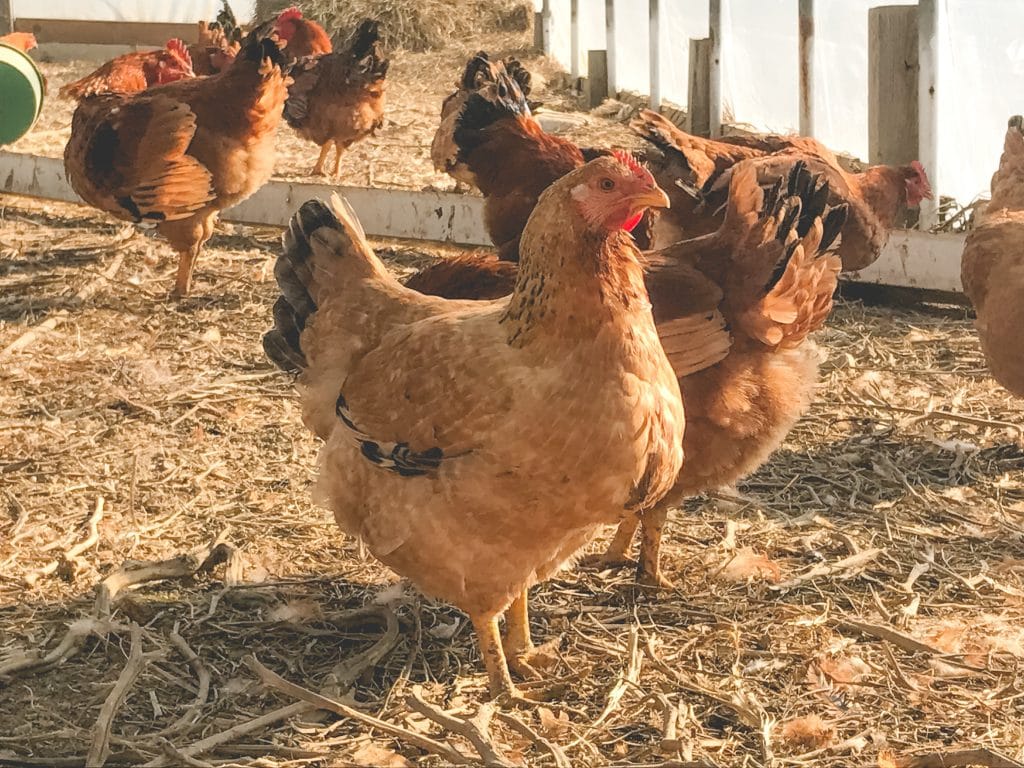 chickens in a barn floor