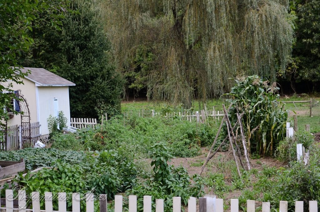 garden in a white fence photo