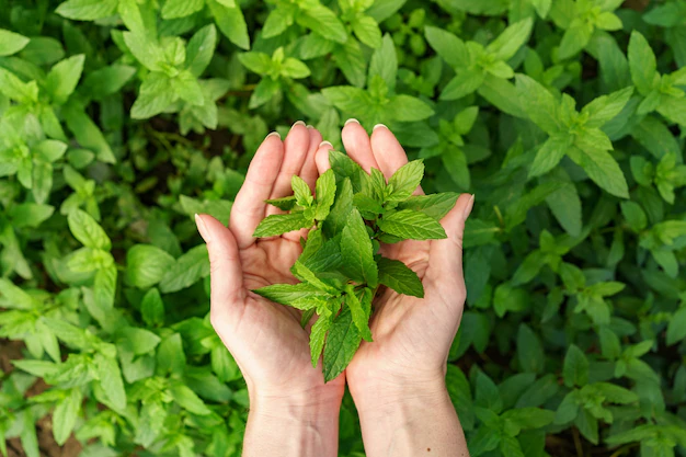 herb garden