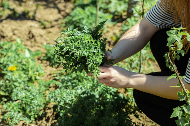 herb garden