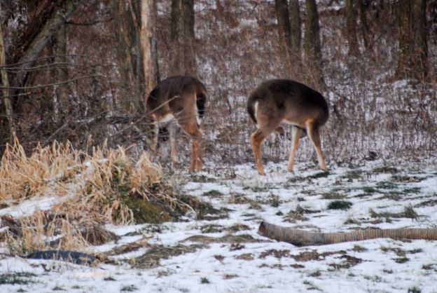 Aging Venison: How to Avoid Gamey Meat