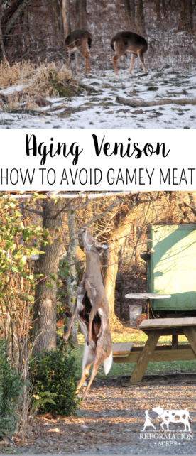 Aging Venison: How to Avoid Gamey Meat