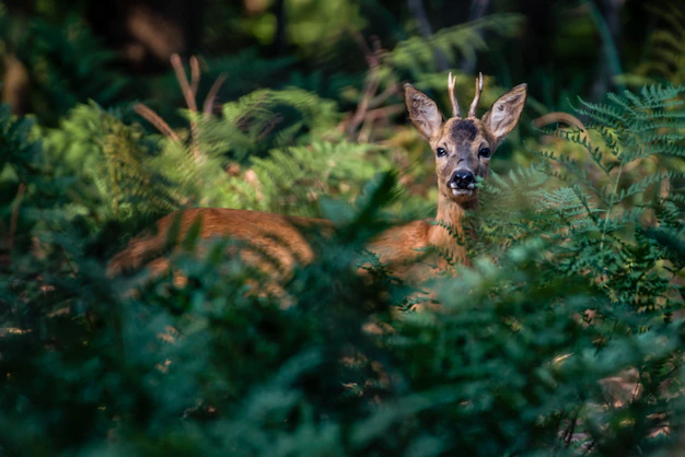 Aging Venison: How to Avoid Gamey Meat