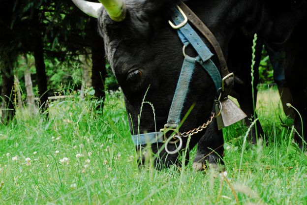 Cattle eating grass