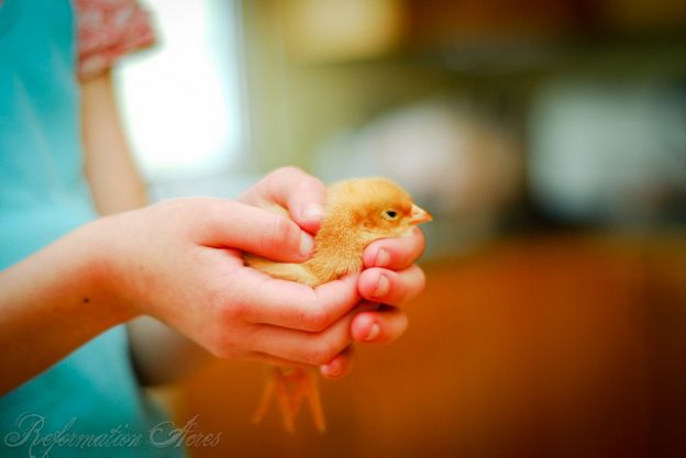 little chicken in hands
