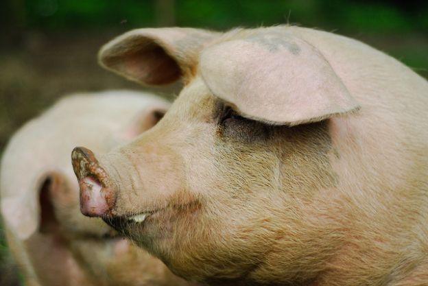 big muddy pig