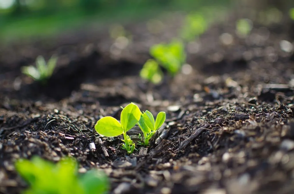 Peas-Garden plants growing in a row