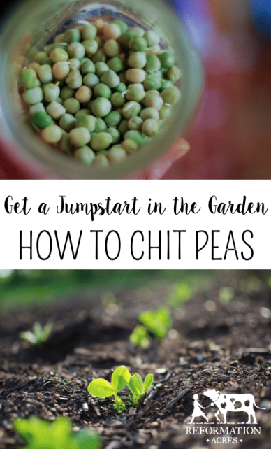How to Chit Peas and Get a Jumpstart in the Garden This Spring