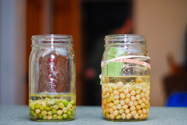 Chitting peas in a jar