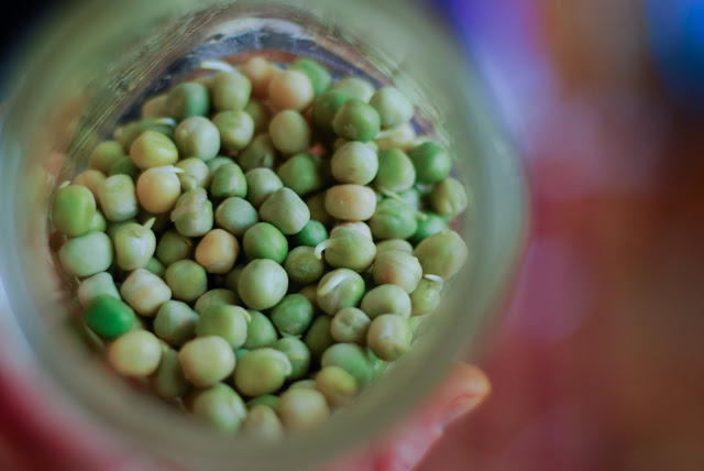 Chitting peas in a jar